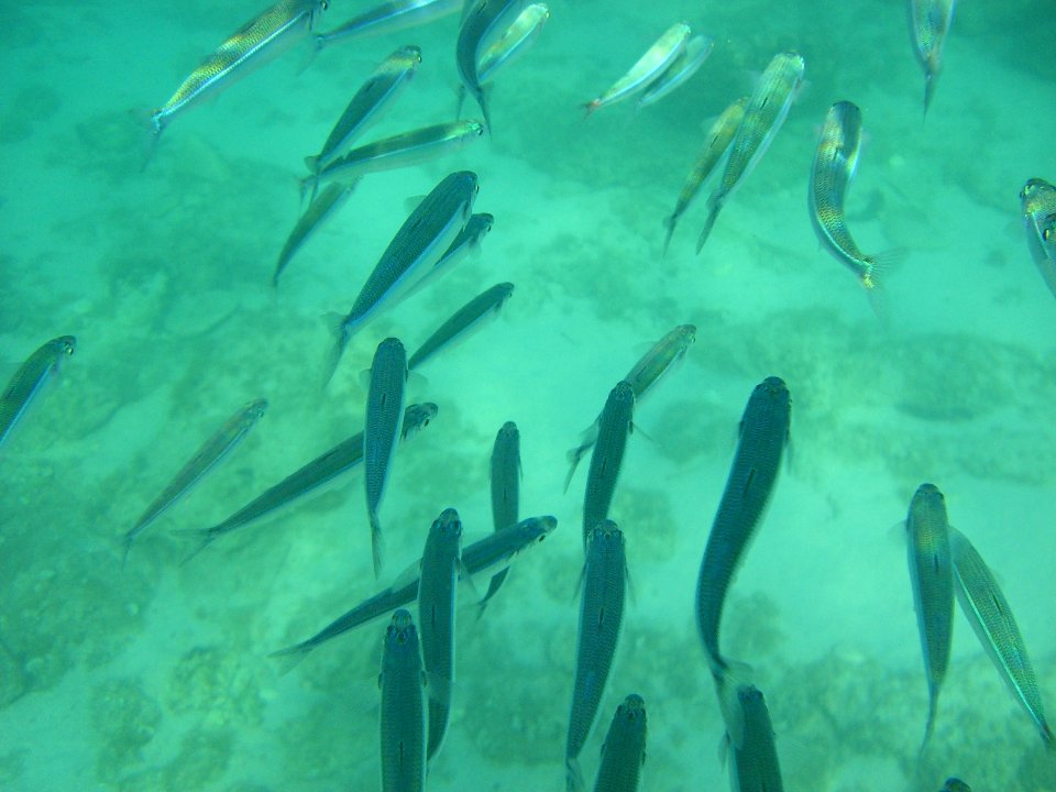 Fish school