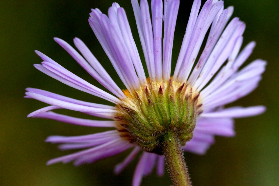 Erigeron formosissimus