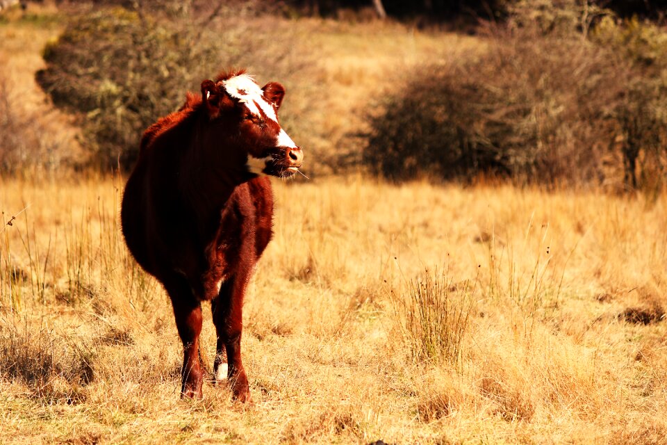 Animal cattle beef