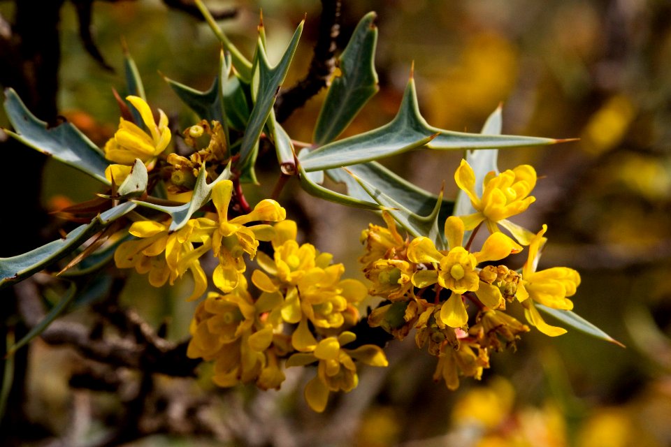 Berberis trifoliolata