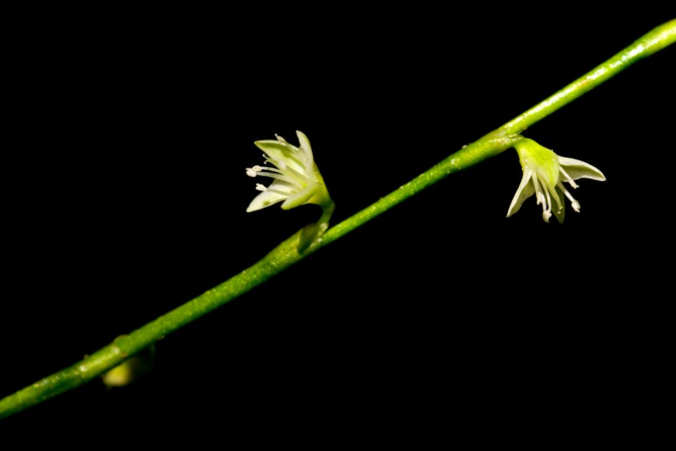 Polygonum virginicum