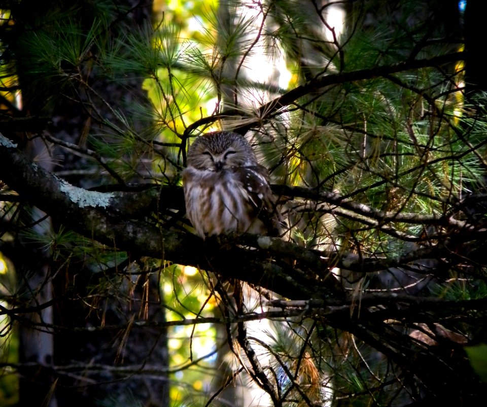 Northern Saw-whet Owl