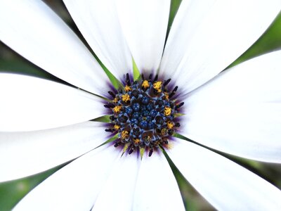 Nature spring blossom