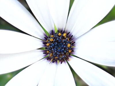 Nature spring blossom photo