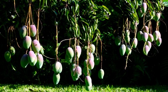 Mangos
