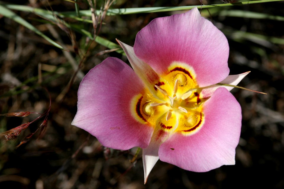 Calochortus nuttallii