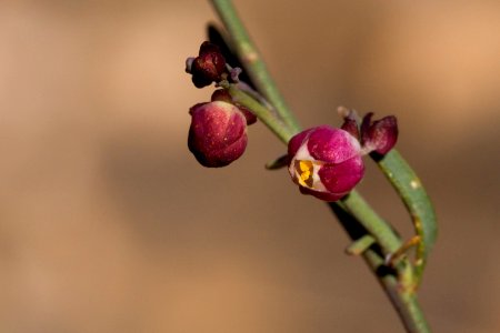 Thamnosma texana