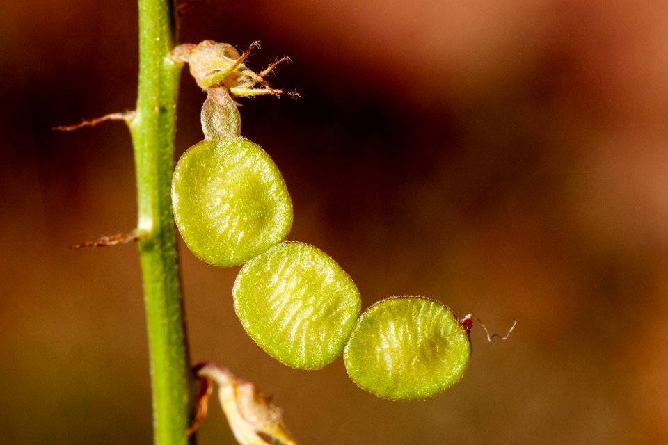 Hedysarum boreale