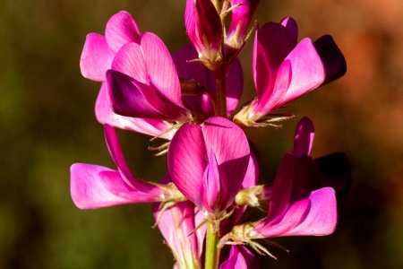 Hedysarum boreale