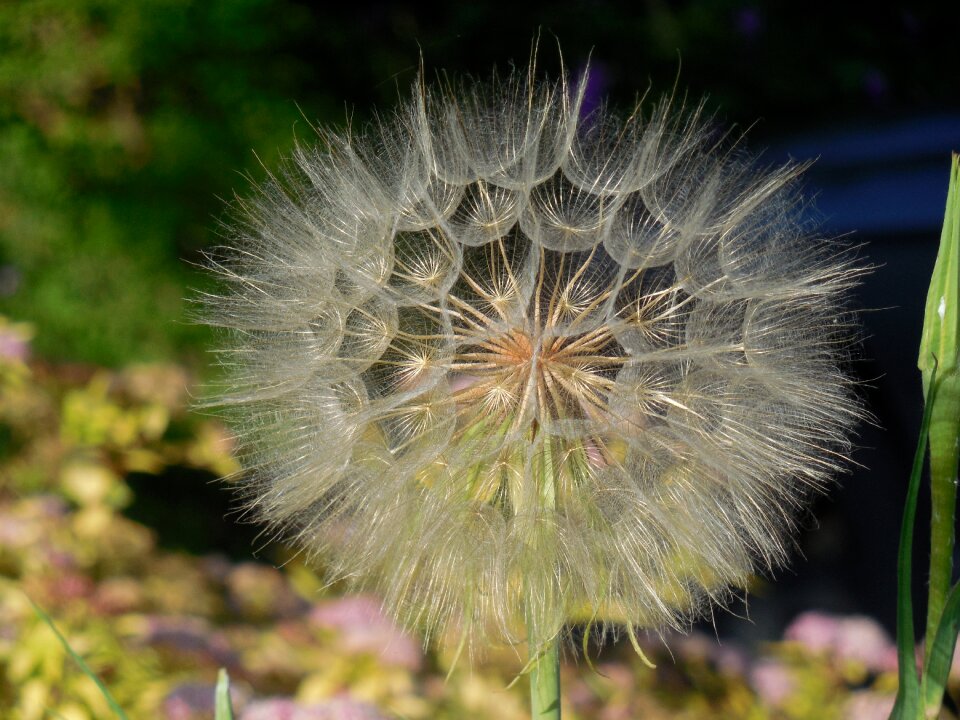Plant nature white