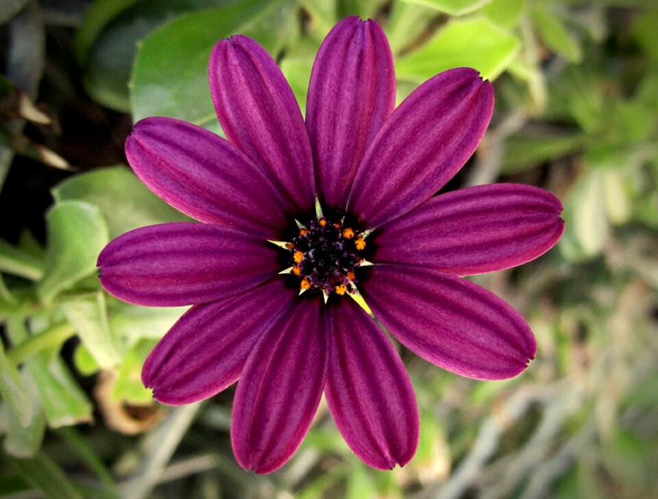 Purple burgundy nature