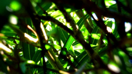 Oleander