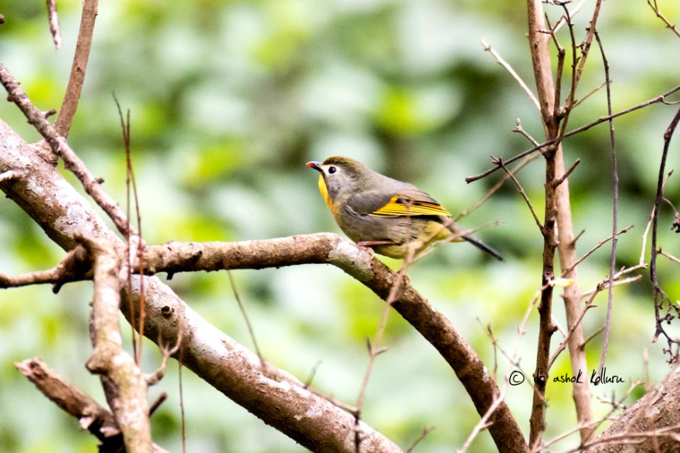 Red Billed Leiothrix