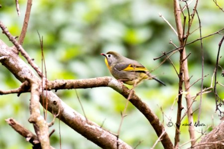 Red Billed Leiothrix