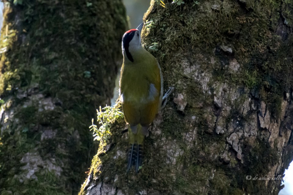  5004798  Grey Headed Woodpecker