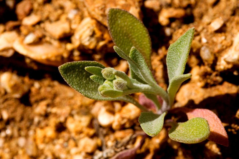 Physaria gordonii