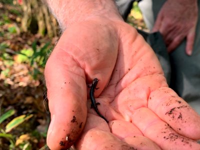 Young salamander