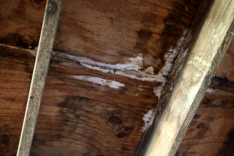 Mold growing at BriMar Stables, Silvio O. Conte NFWR