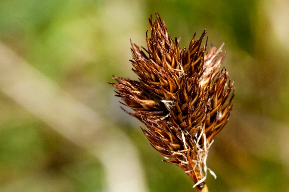 Carex ebenea
