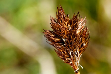 Carex ebenea