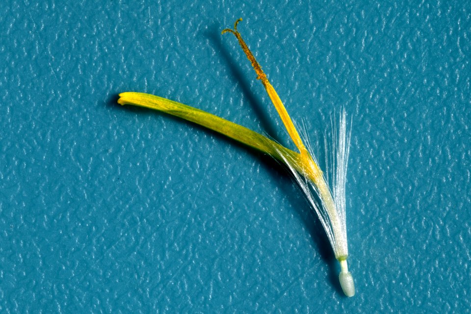 Taraxacum officinale