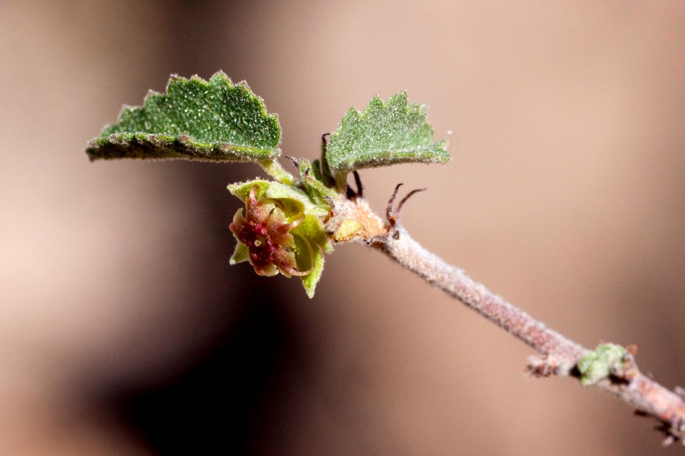 Ayenia microphylla