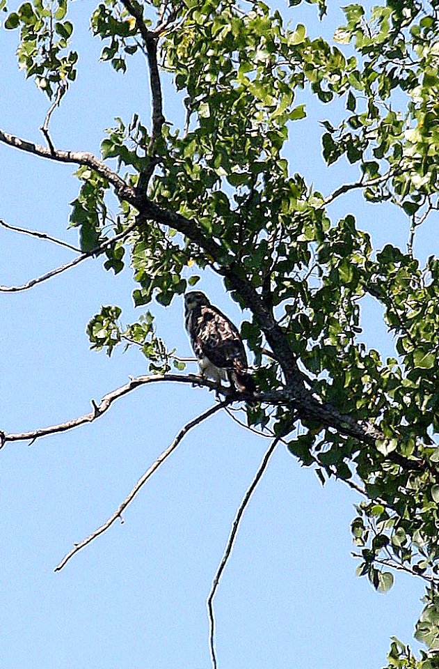 Hawk