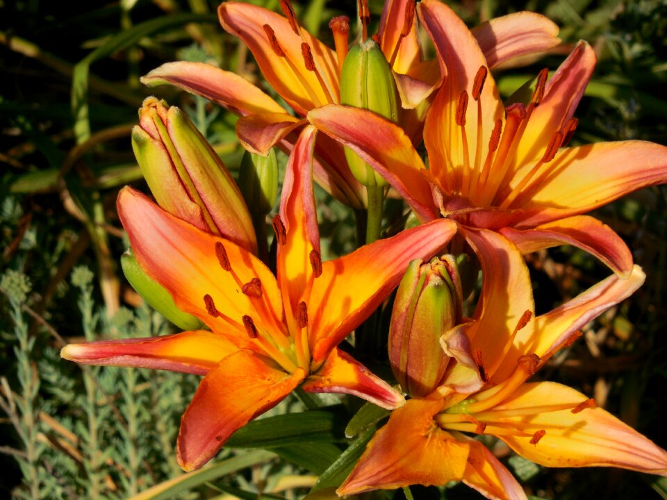 Plant asiatic nature