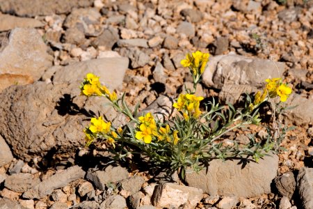 Physaria fendleri