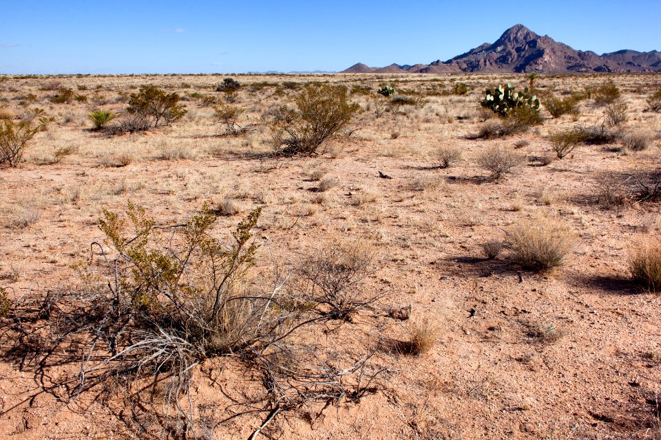 North side of NM Hwy. 80 on the west side of the Peloncillo Mountains