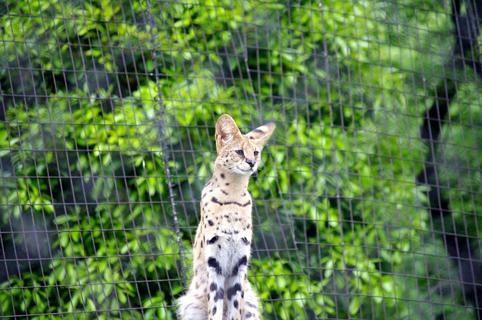 多摩動物公園のサーバル Serval cat at Tama zoological park