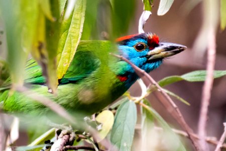  5006068 Blue Throated Barbet