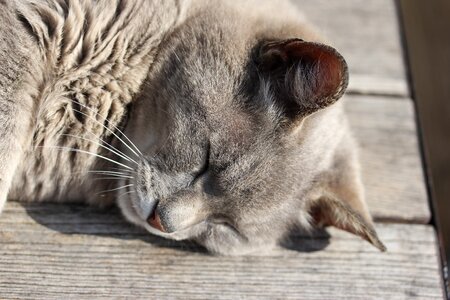 Feline brown sleep brown sleeping