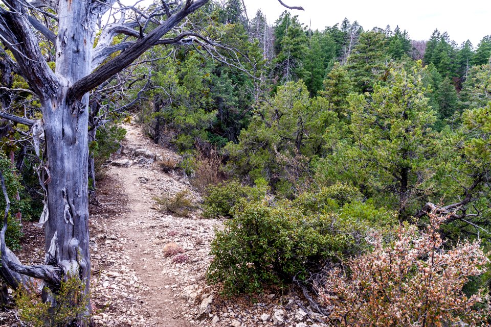 Munds Mountain Trail