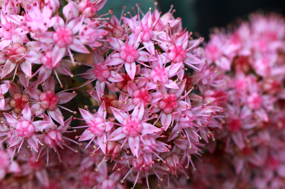 Star nature macro photo