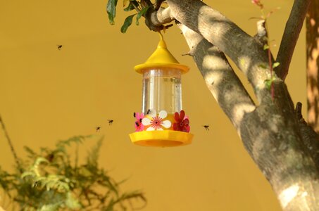 Bees nectar nature