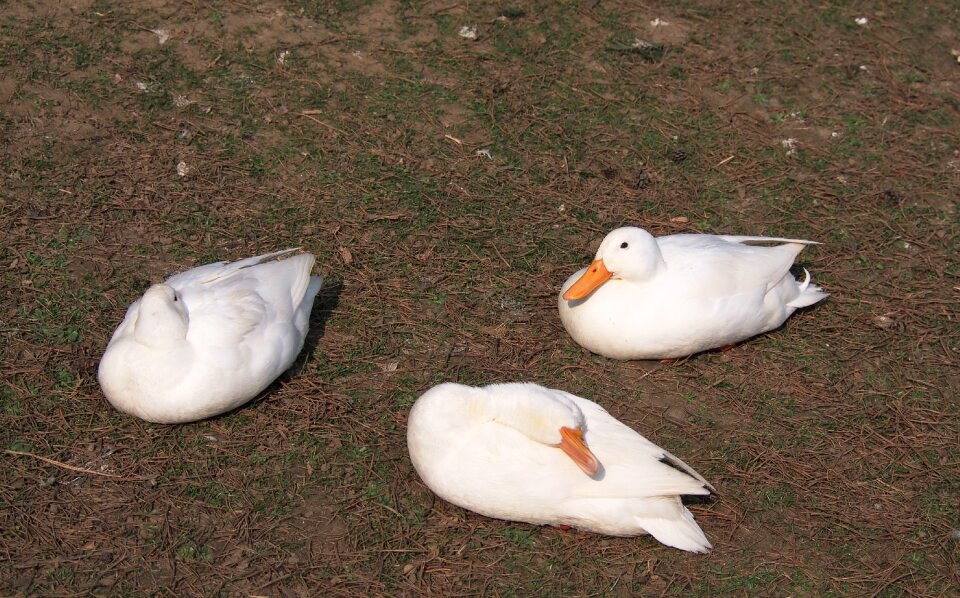 White duck domestic ducks water bird