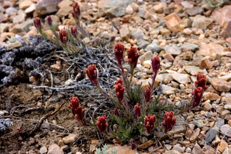 Castilleja cinerea photo