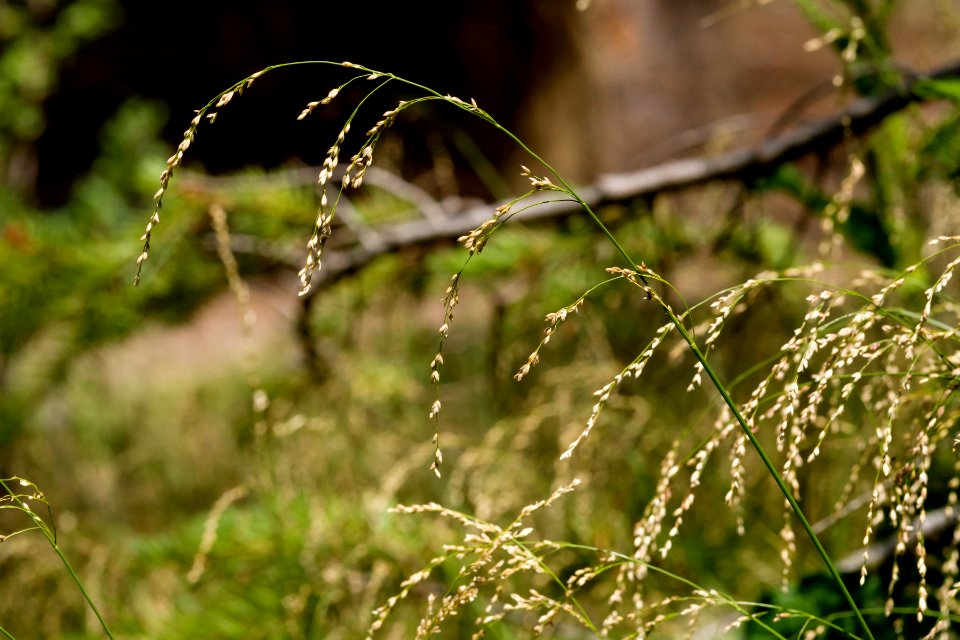 Glyceria striata