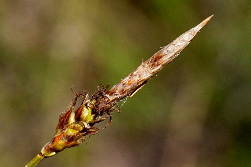 Carex oreocharis