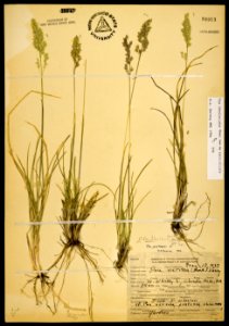 Poa fendleriana