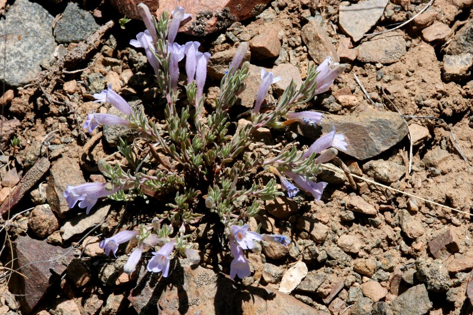 Penstemon caespitosum