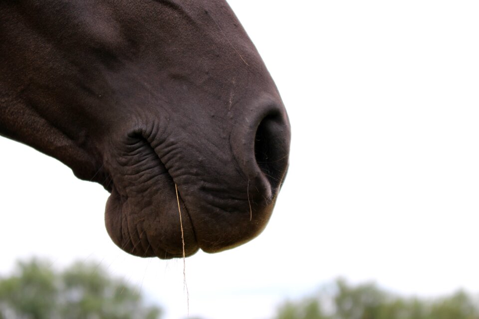 Horse head foot arabs