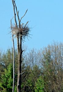 Heron nest