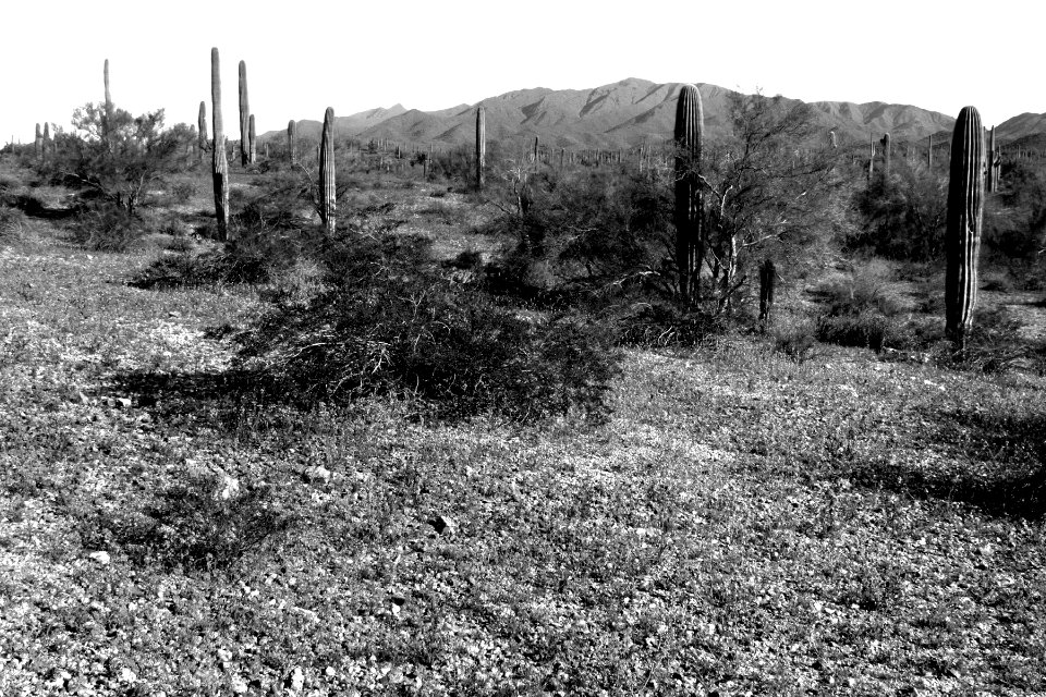 Sand Tank Mountains