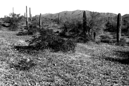 Sand Tank Mountains