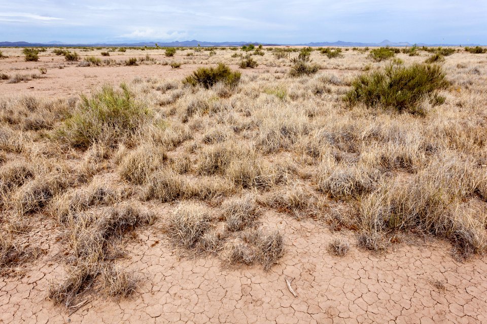 Near Burro Cienaga