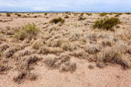 Near Burro Cienaga