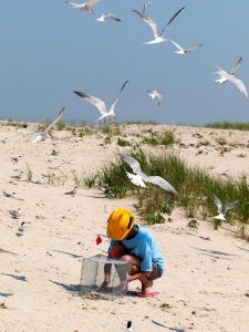 Checking Tern Exclosures