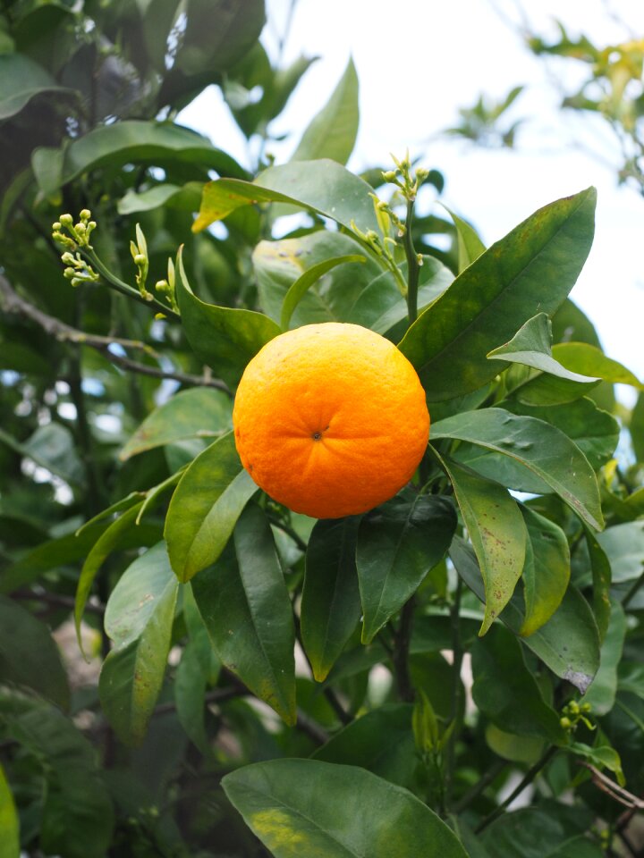 Citrus fruit tree evergreen